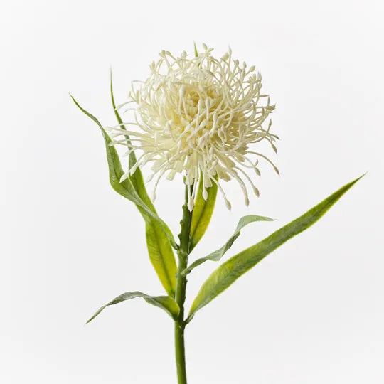 Floral Interiors | protea leucospermum | cream