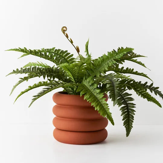 Floral Interiors | Boston fern in pot | green
