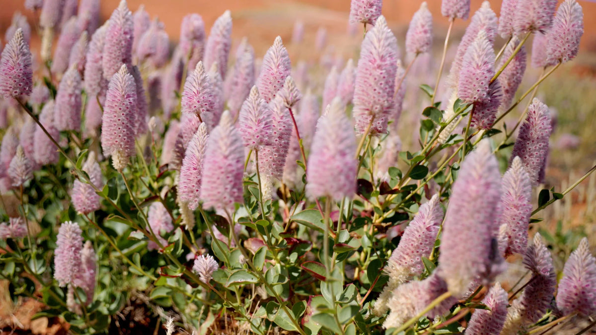 Etikette | soy candle | Larapinta Sandalwood Pepperberry