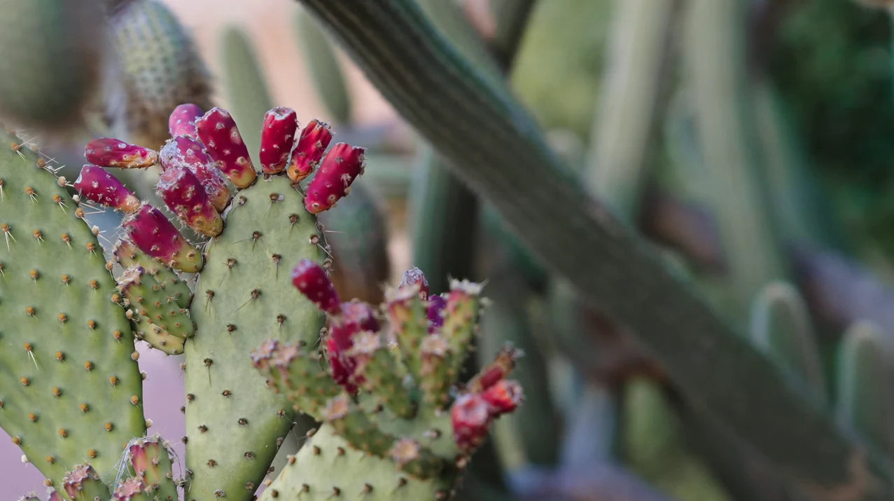 mondocherry - Etikette | soy candle | Wilpena cactus flower