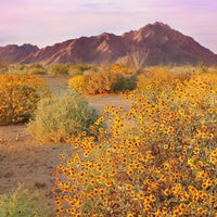 Etikette | soy candle | Wilpena cactus flower | 175ml - nature