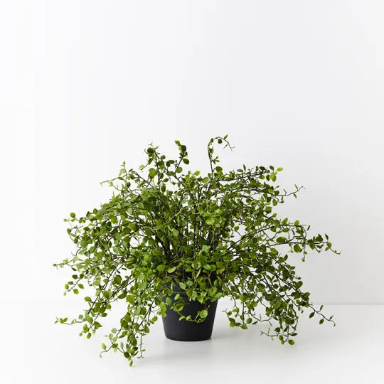 Floral Interiors | Maidenhead vine plant | green