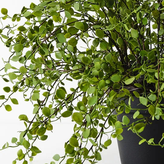 Floral Interiors | Maidenhead vine plant | green