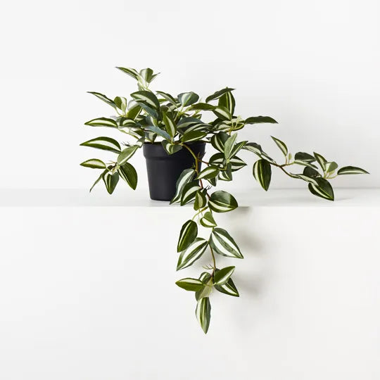 Floral Interiors | artificial wandering jew hanging bush in pot | green and white
