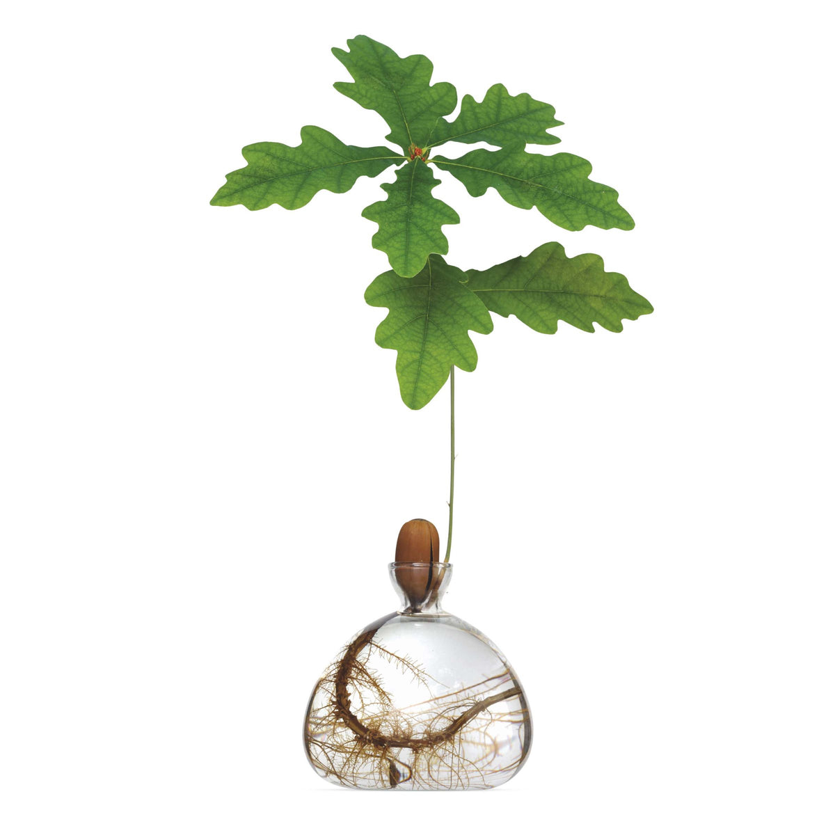 Ilex Studio | Acorn Vase | Clear
