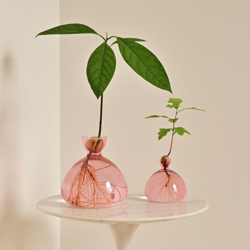 Ilex Studio | Avocado Vase | Rose Pink - table