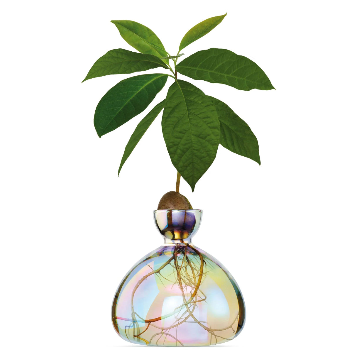 mondocherry - Ilex Studio | Avocado Vase | Cosmic Astra