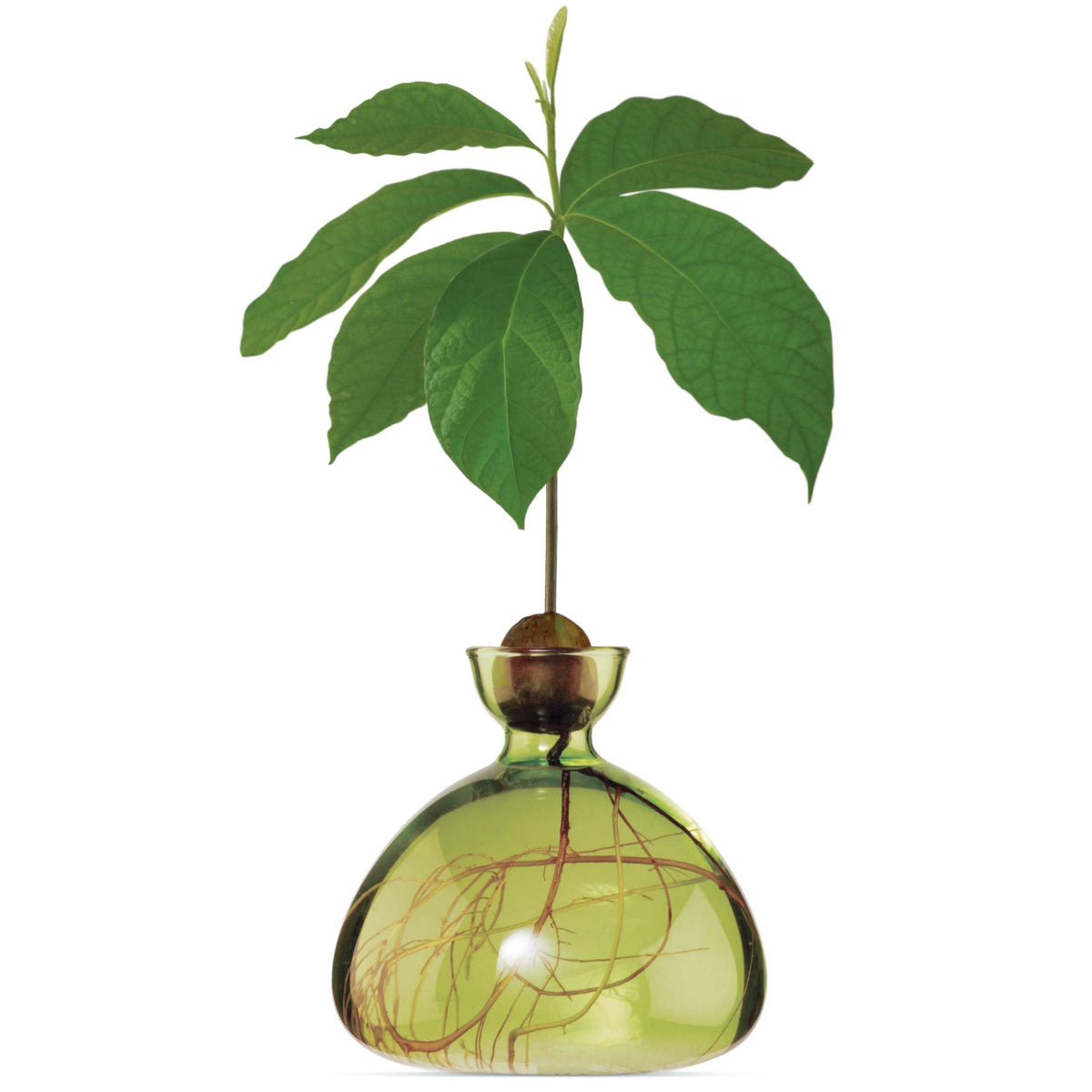 mondocherry - Ilex Studio | Avocado Vase | Grass Green