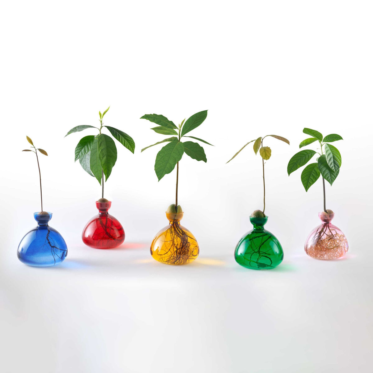 Ilex Studio | Avocado Vase | Rose Pink - collection