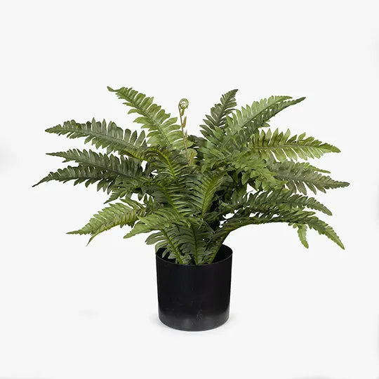 Floral Interiors | Boston fern in pot | green
