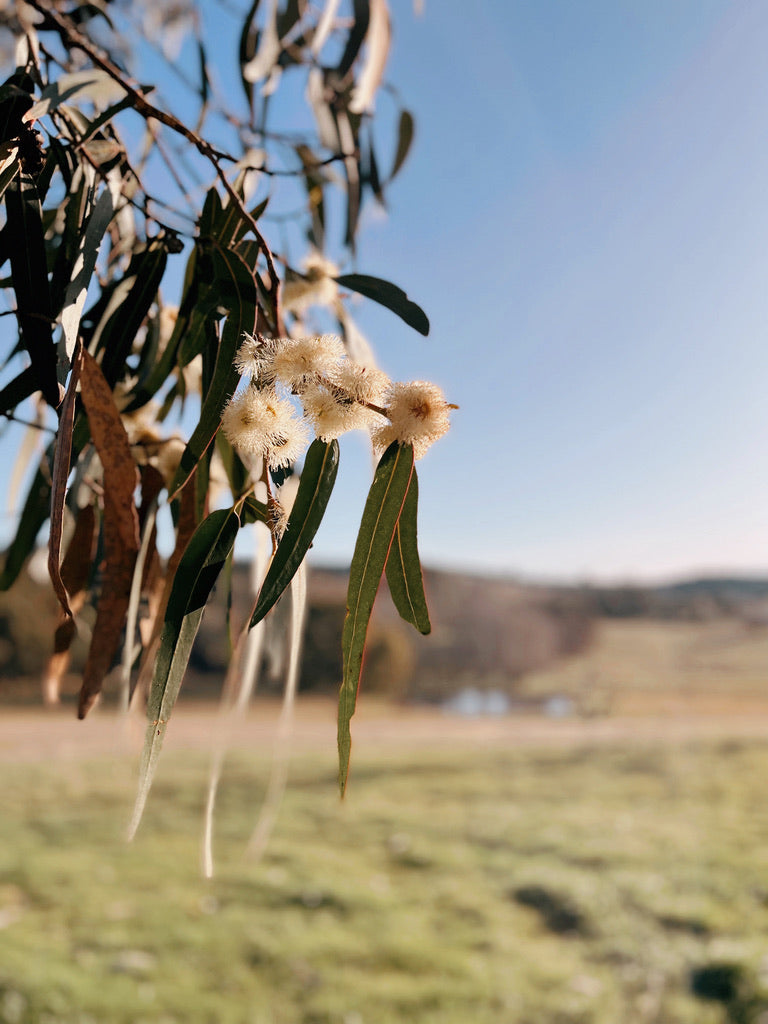 eucalyptus tree flower