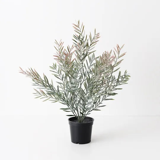 Floral Interiors | Acacia leaf in pot | grey pink