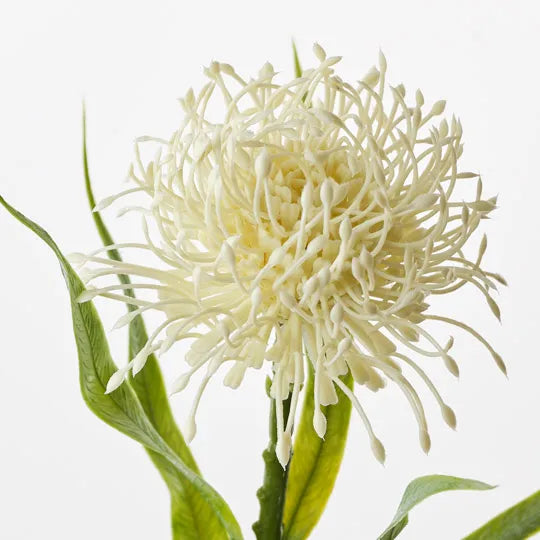 Floral Interiors | protea leucospermum | cream