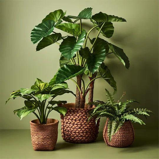 Floral Interiors | Boston fern in pot | green