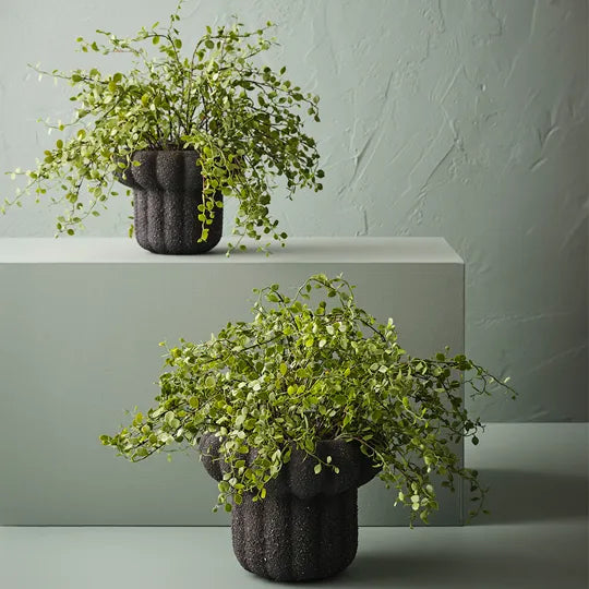 Floral Interiors | Maidenhead vine plant | green