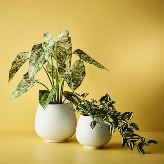 Floral Interiors | artificial wandering jew hanging bush in pot | green and white