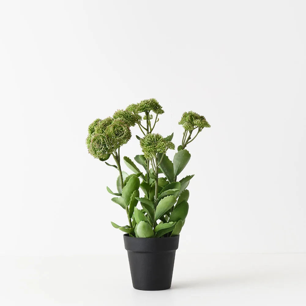 Floral Interiors | sedum plant | green pink