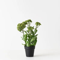 Floral Interiors | sedum plant | green pink