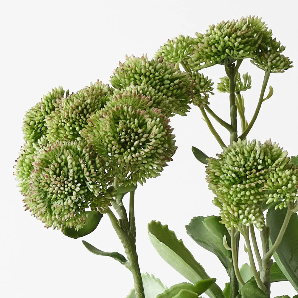 Floral Interiors | sedum plant | green pink