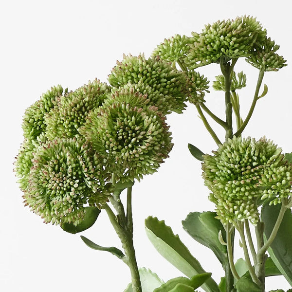Floral Interiors | sedum plant | green pink