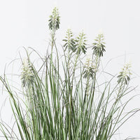 Floral Interiors | flowering agave grass plant | green white