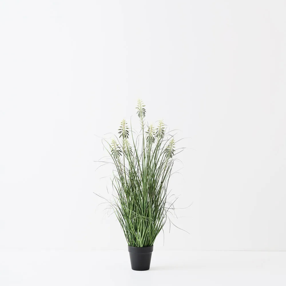 Floral Interiors | flowering agave grass plant | green white