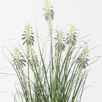 Floral Interiors | flowering agave grass plant | green white