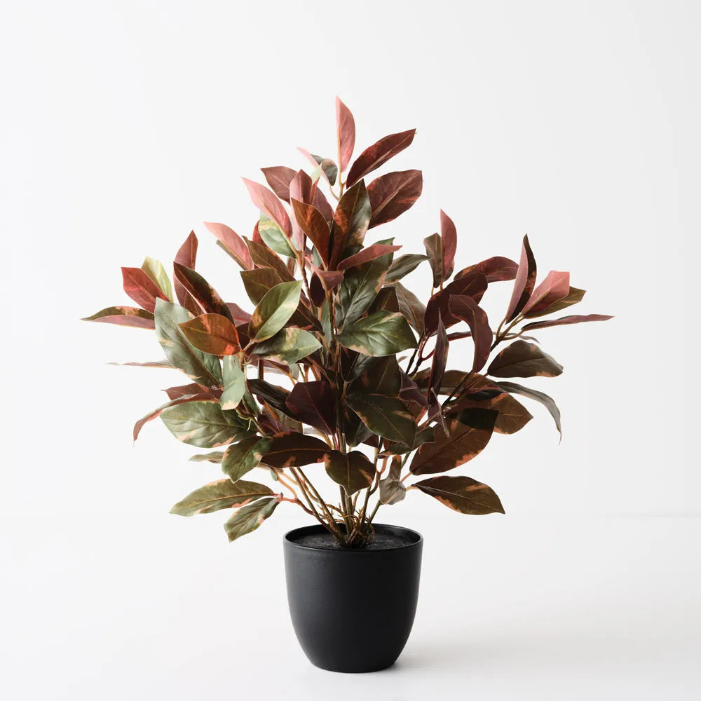 Floral Interiors | laurel plant | green burgandy