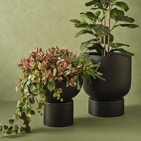 Floral Interiors | laurel plant | green burgandy