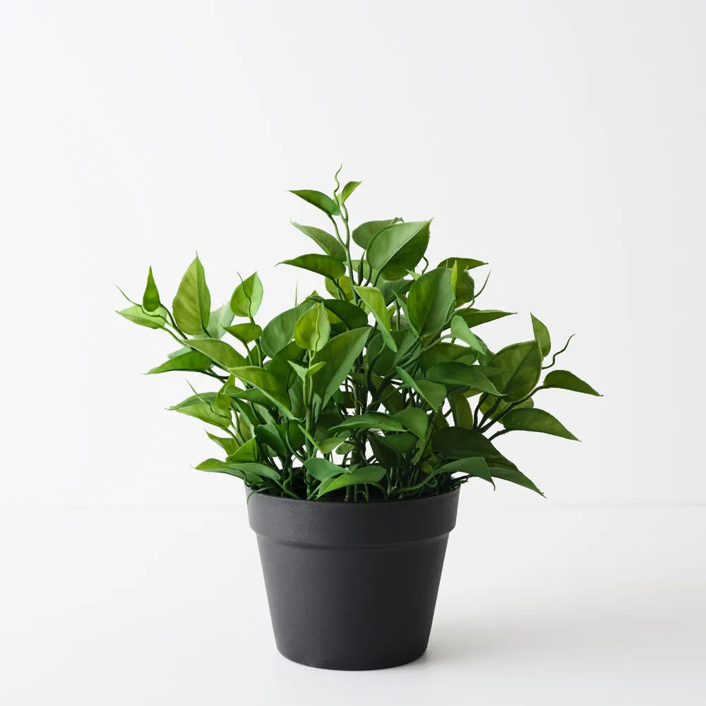 Floral Interiors | philodendron plant | green