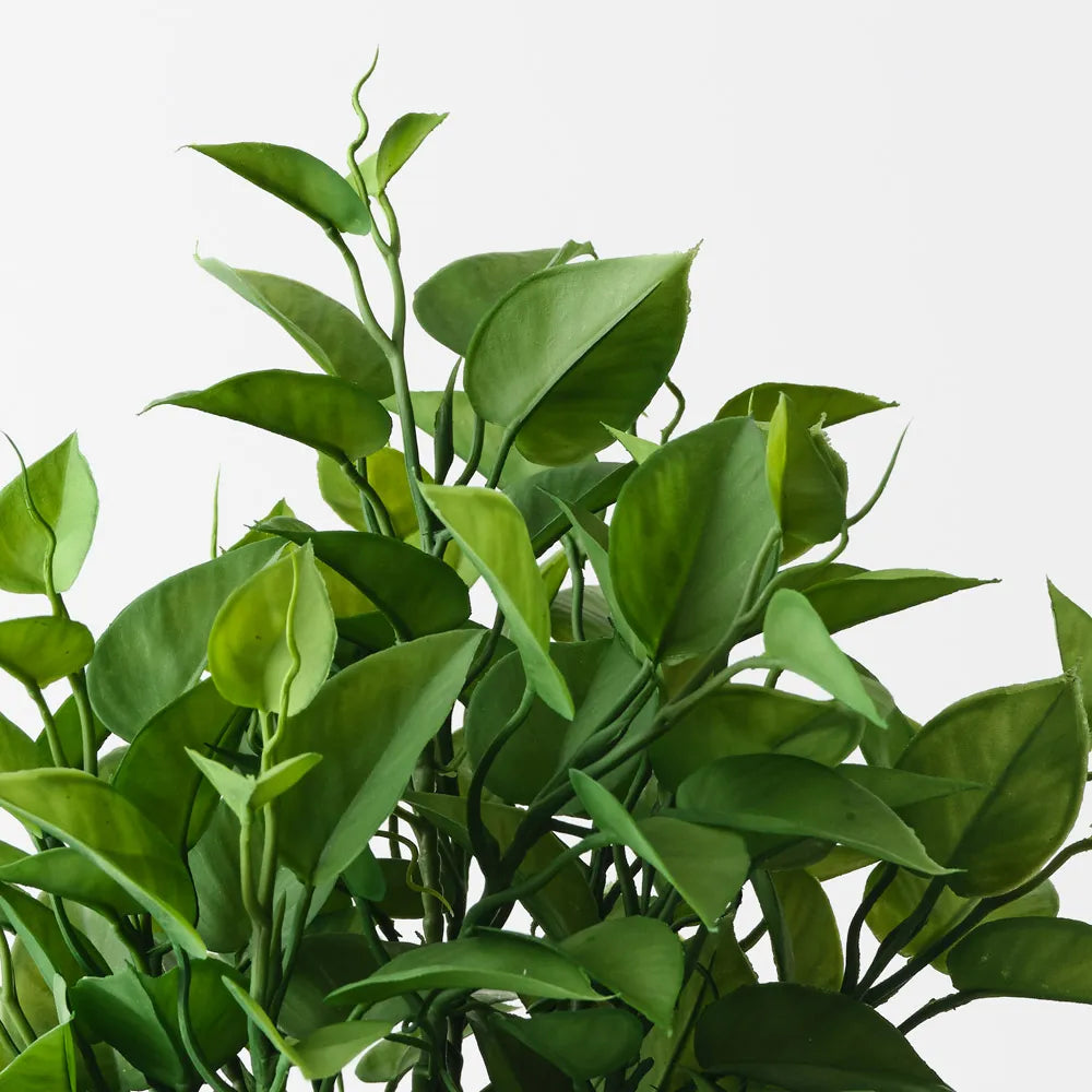 Floral Interiors | philodendron plant | green
