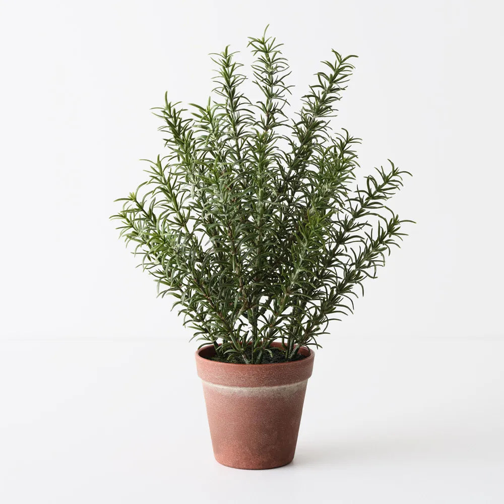 Floral Interiors | rosemary plant | green