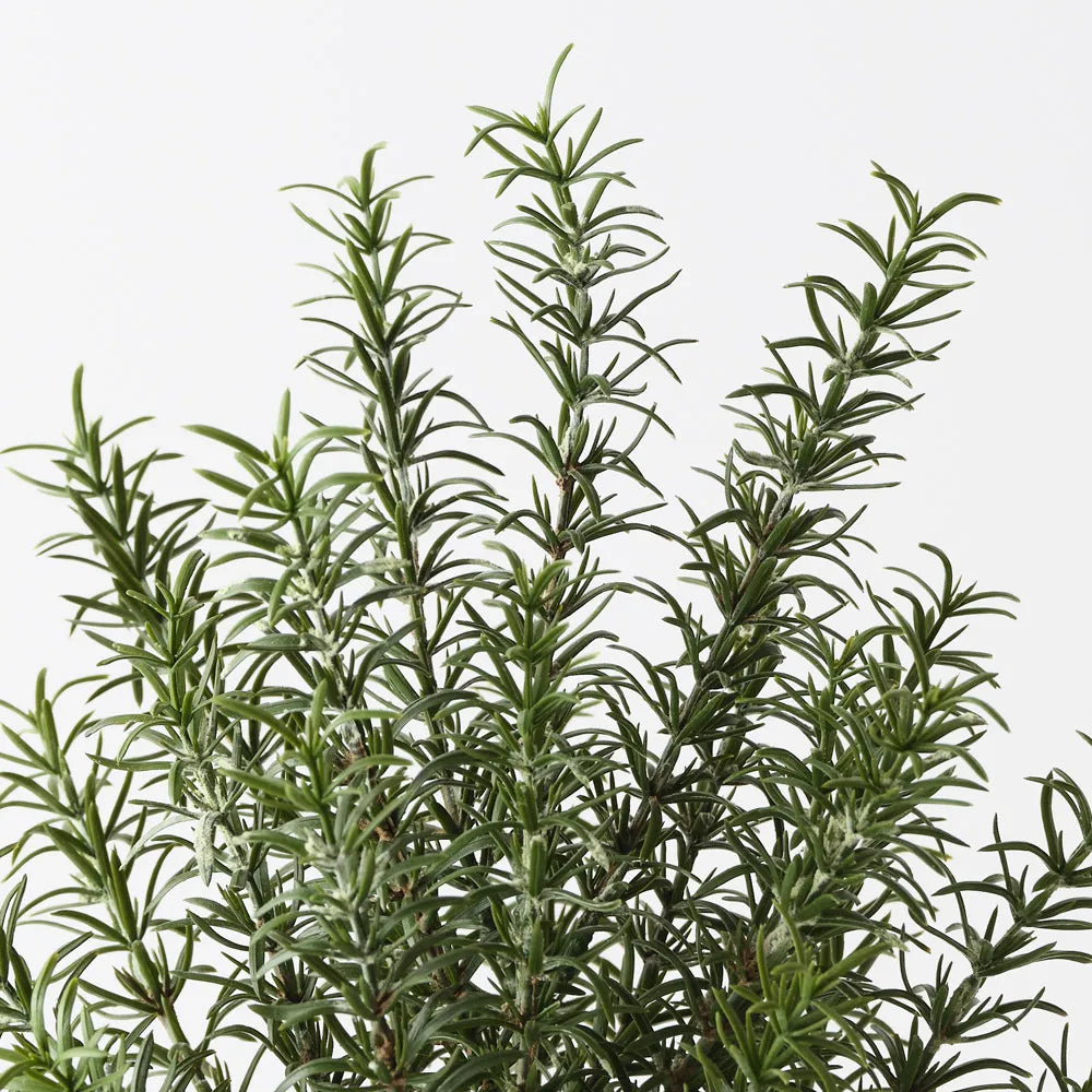 Floral Interiors | rosemary plant | green