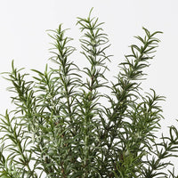 Floral Interiors | rosemary plant | green
