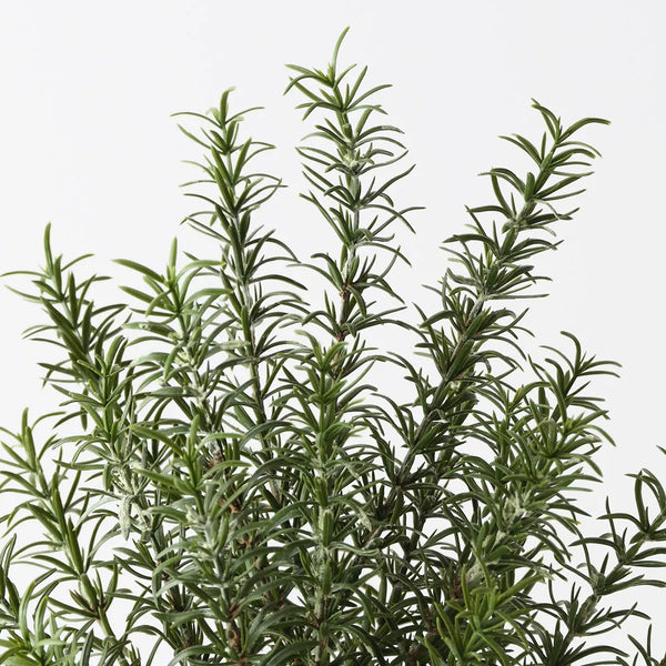 Floral Interiors | rosemary plant | green