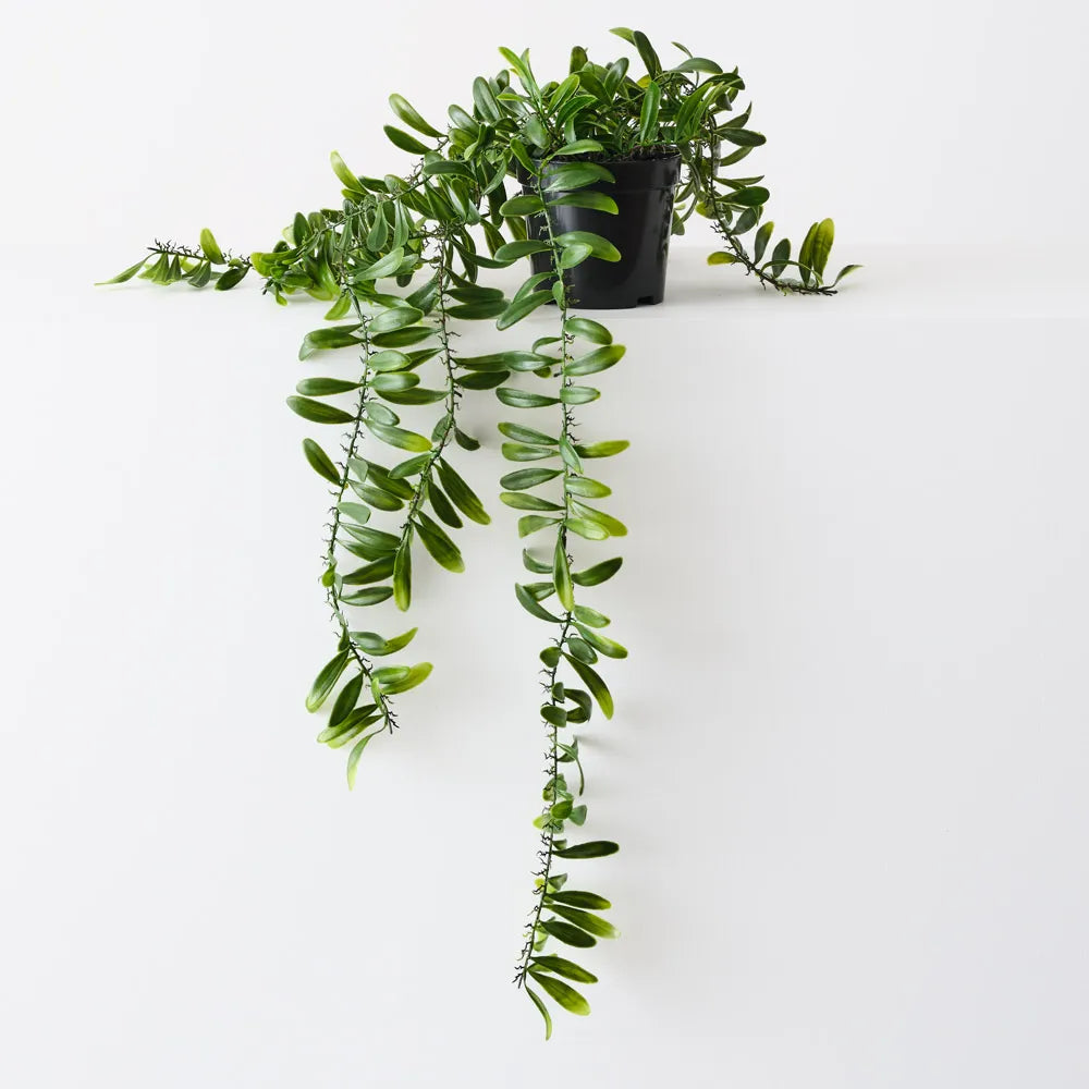 Floral Interiors | acacia leaf trailing plant | green