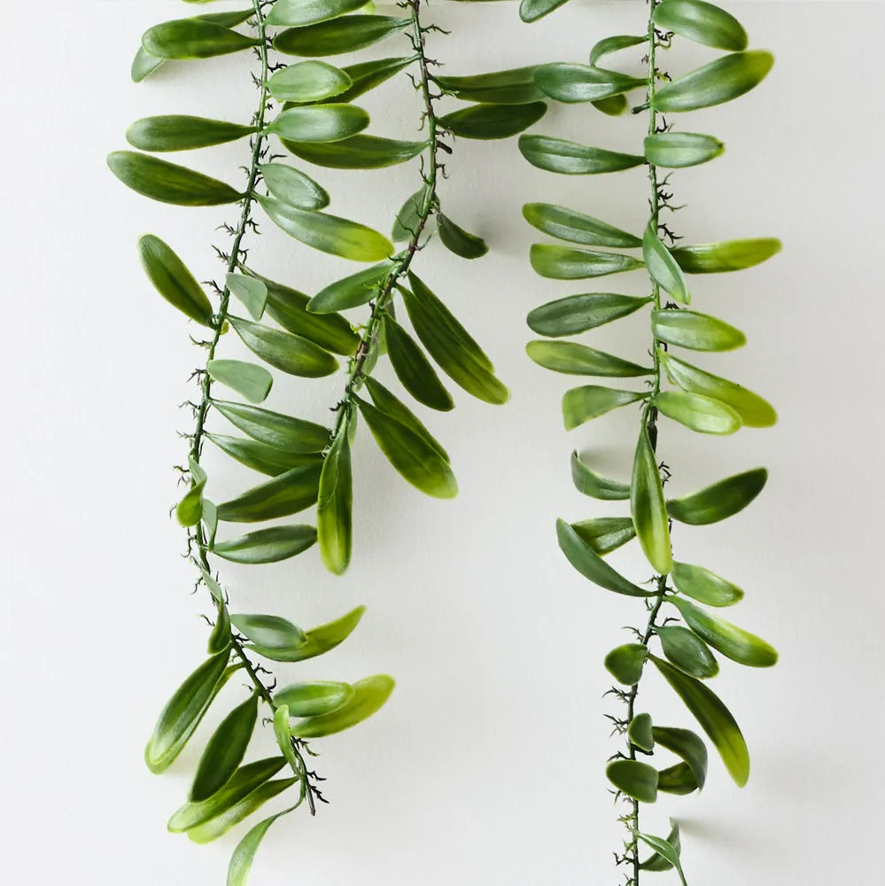Floral Interiors | acacia leaf trailing plant | green