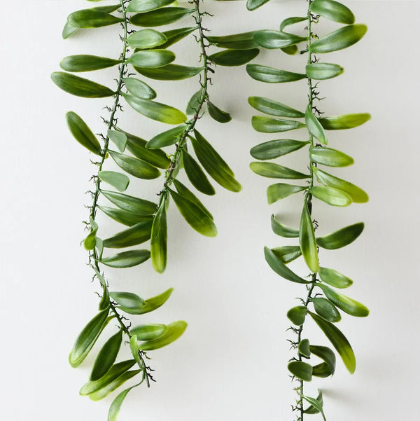 Floral Interiors | acacia leaf trailing plant | green