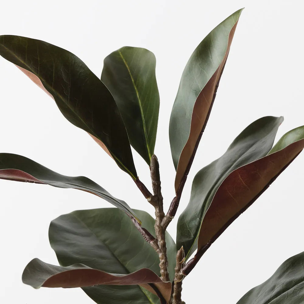 Floral Interiors | Magnolia Leaf Spray | Green