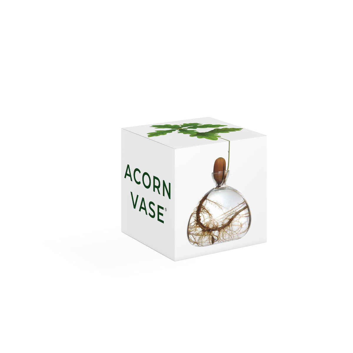 Ilex Studio | Acorn Vase | Clear