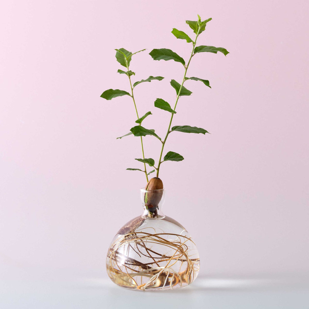 Ilex Studio | Acorn Vase | Clear