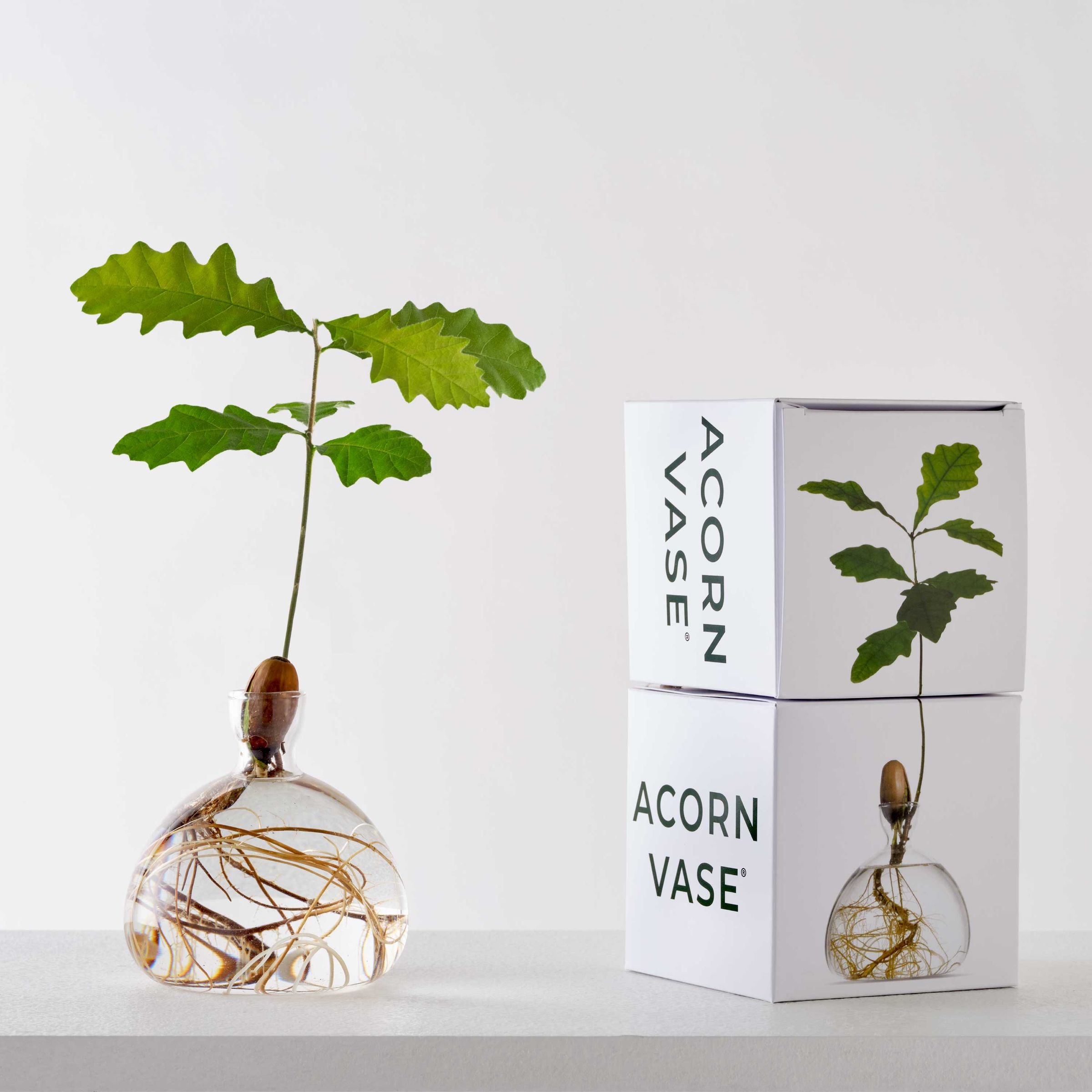 Ilex Studio | Acorn Vase | Clear