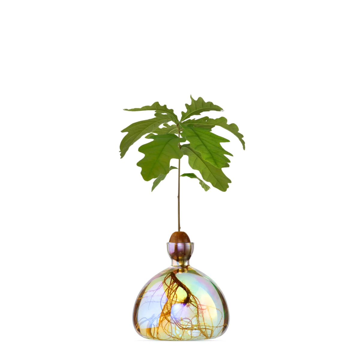 mondocherry - Ilex Studio | Acorn Vase | Cosmic Astra