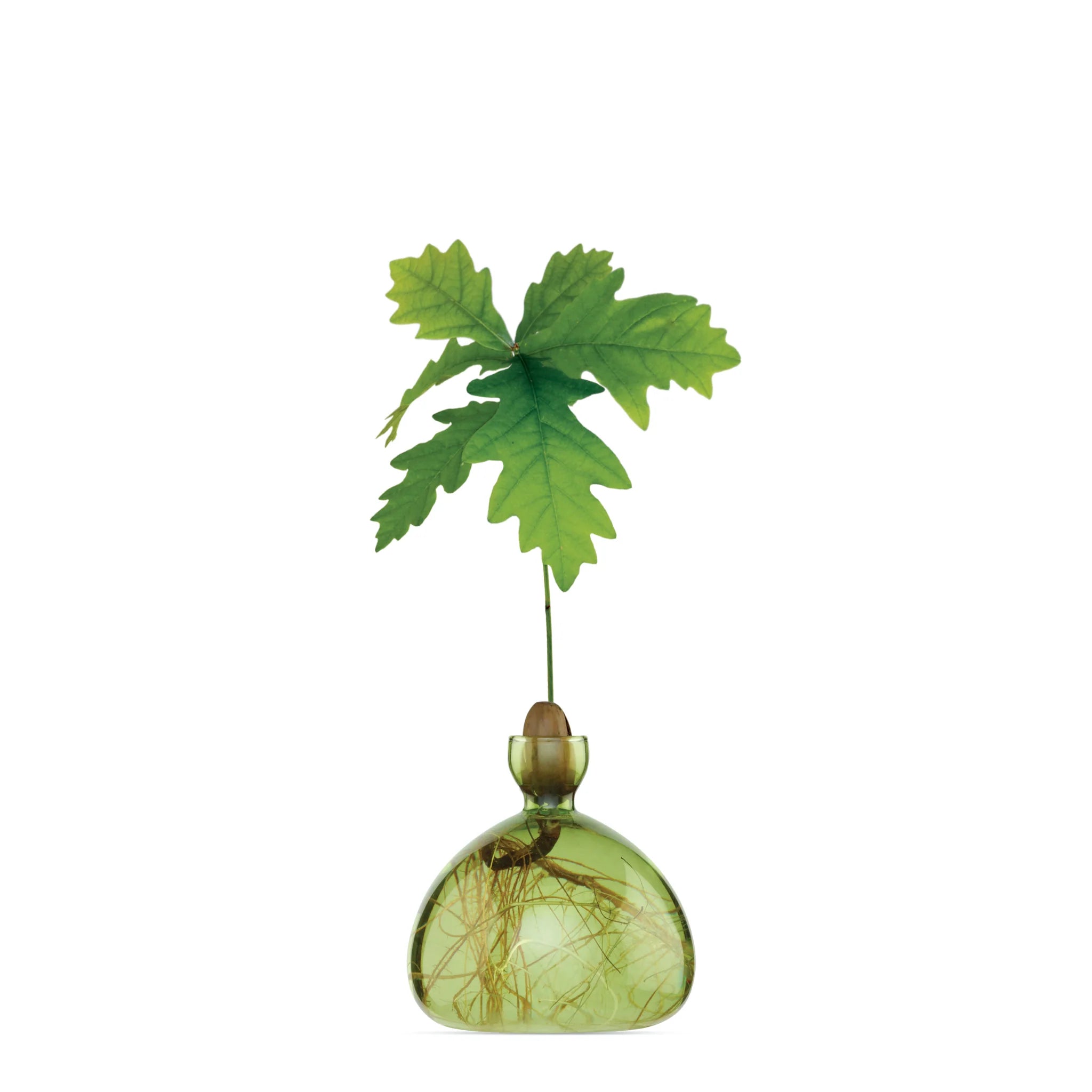 mondocherry - Ilex Studio | Acorn Vase | Grass Green