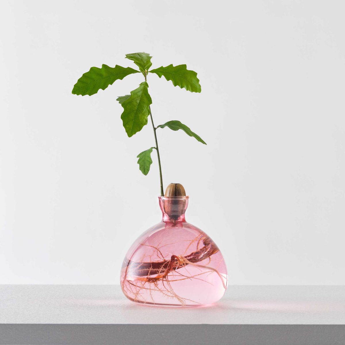 mondocherry - Ilex Studio | Acorn Vase | Rose Pink