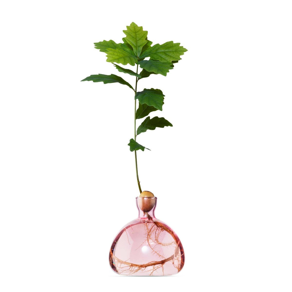 mondocherry - Ilex Studio | Acorn Vase | Rose Pink