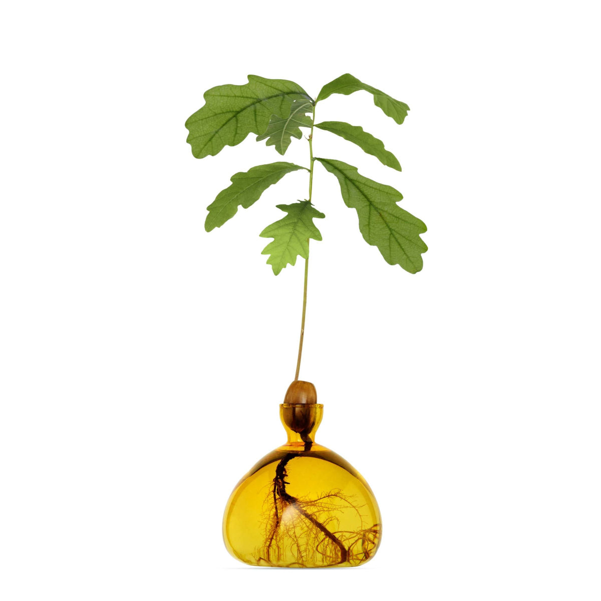 mondocherry - Ilex Studio | Acorn Vase | Yellow
