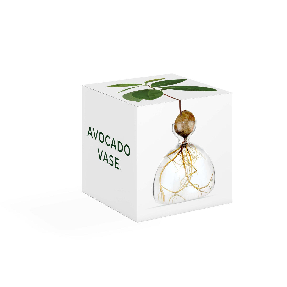 Ilex Studio | Avocado Vase | Clear - box