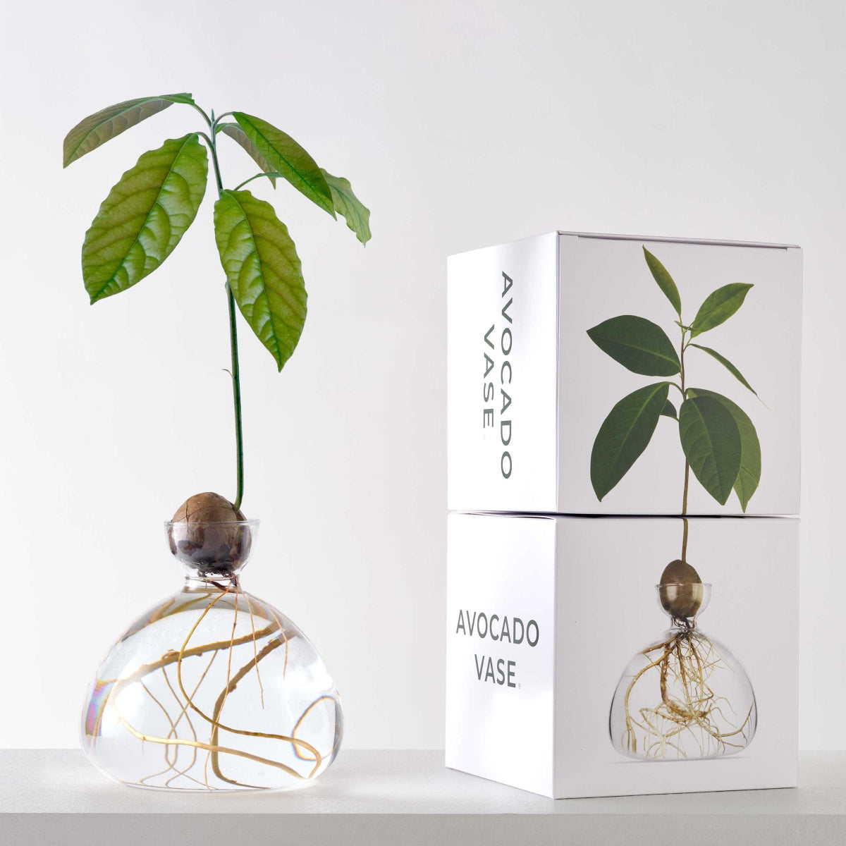 Ilex Studio | Avocado Vase | Clear - display