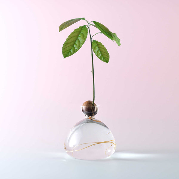 Ilex Studio | Avocado Vase | Clear - display